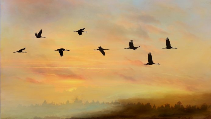 Flock of cranes silhouetted against a warm, colorful sunset sky