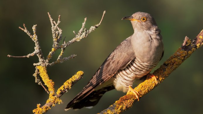 A cuckoo perched on a lichen-covered branch