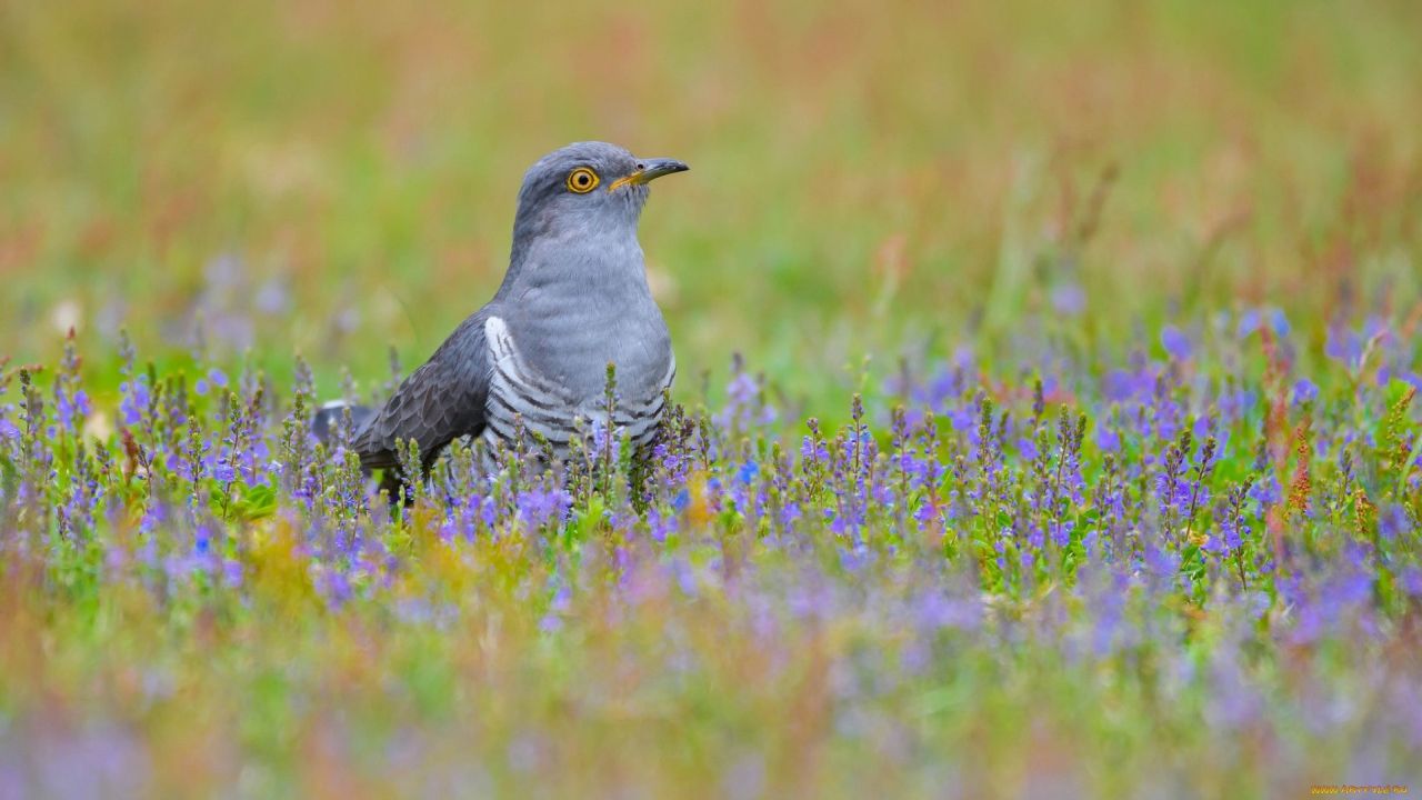 Cuckoo bird sitting in field of purple flowers