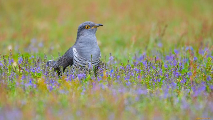 A gray cuckoo bird sitting in a field of purple flowers