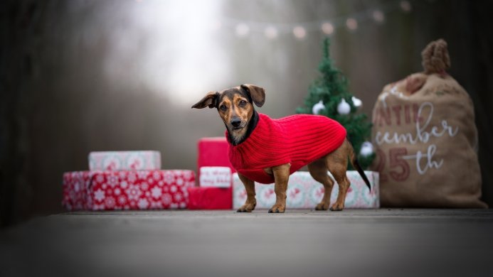 Dachshund wearing a red sweater, posing with christmas gifts and a tree