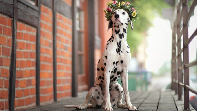 A Dalmatian dog wearing a flower crown sitting on a wooden porch
