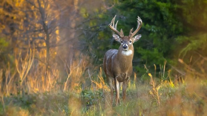 A deer with large antlers standing in a field