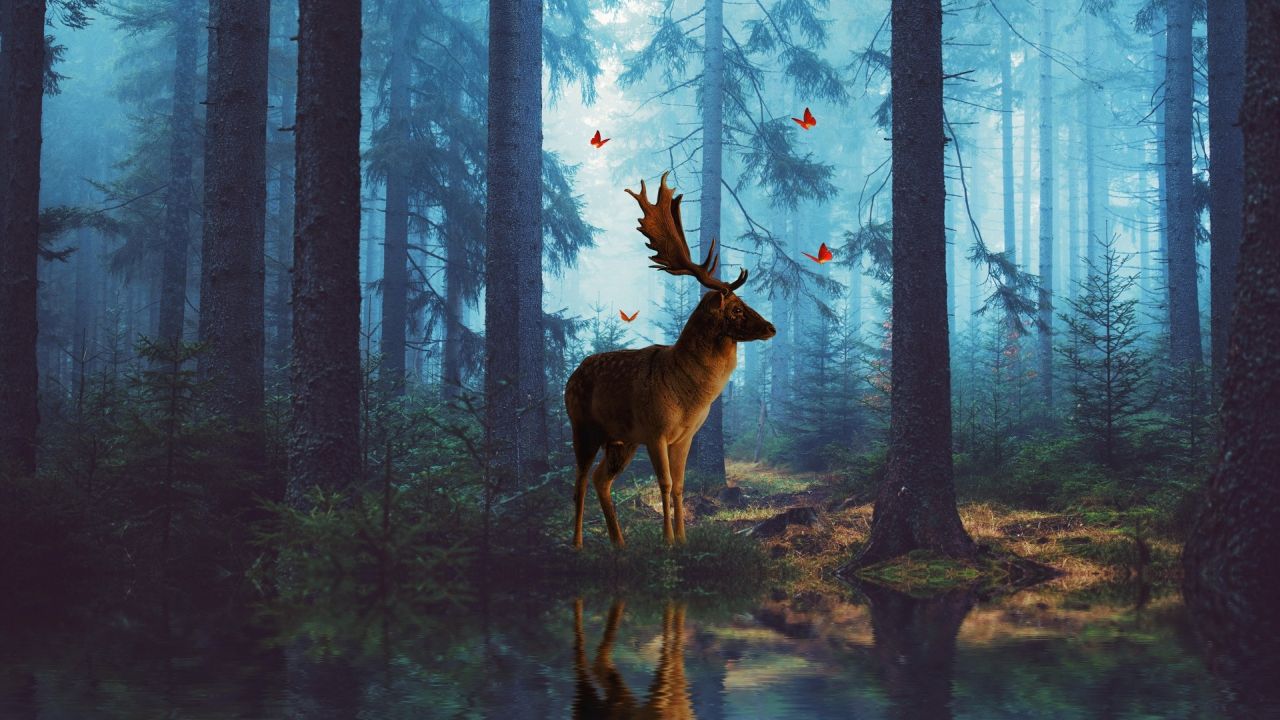 Fallow deer in forest with water and butterflies