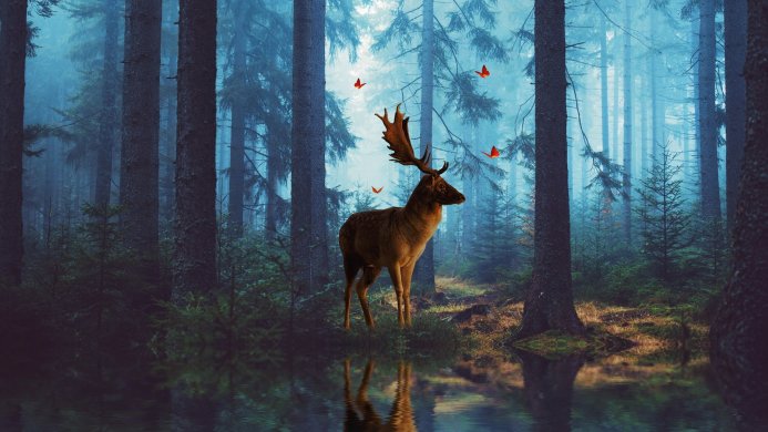A deer standing in a misty forest with its reflection in the water