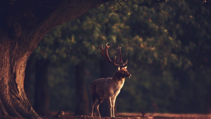 A deer standing in a forest clearing near a large tree