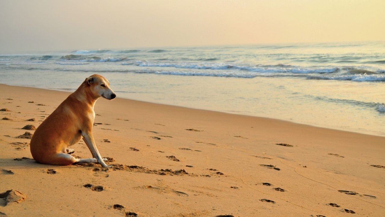 Dog sitting on a sandy beach by the ocean