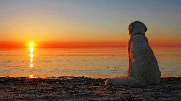 A dog sitting on a beach watching the sunset over the ocean