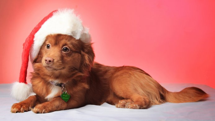 Brown dog wearing a Santa hat lying on a white surface with a red background