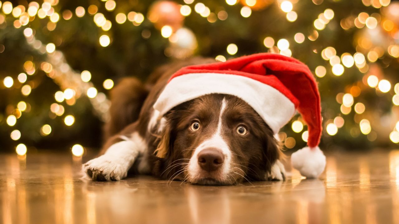 Dog in a Santa hat in front of Christmas lights