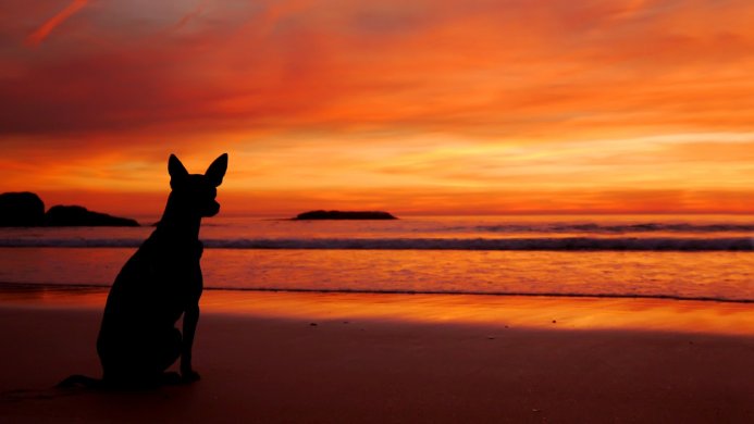 Silhouette of a dog sitting on a beach at sunset