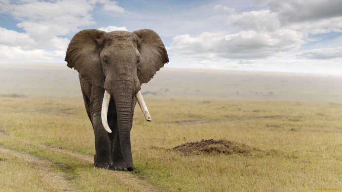An elephant walking on a savanna under a cloudy sky