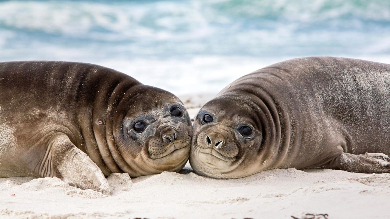 Two young elephant seals on a beach