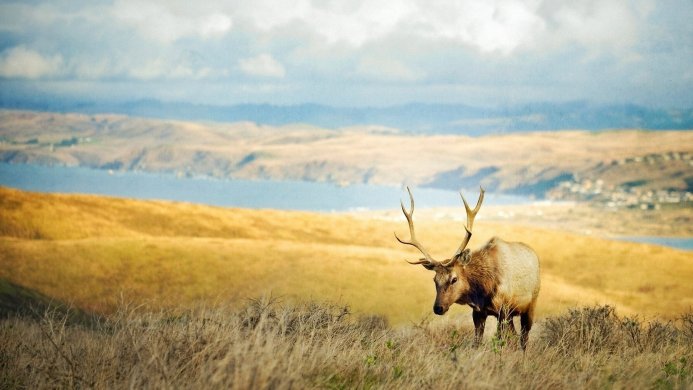 Elk in a field with a background of hills and a lake