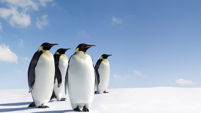 Four emperor penguins standing on the snow under a blue sky