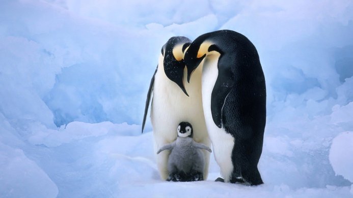 Two adult Emperor Penguins with a chick standing on snow and ice