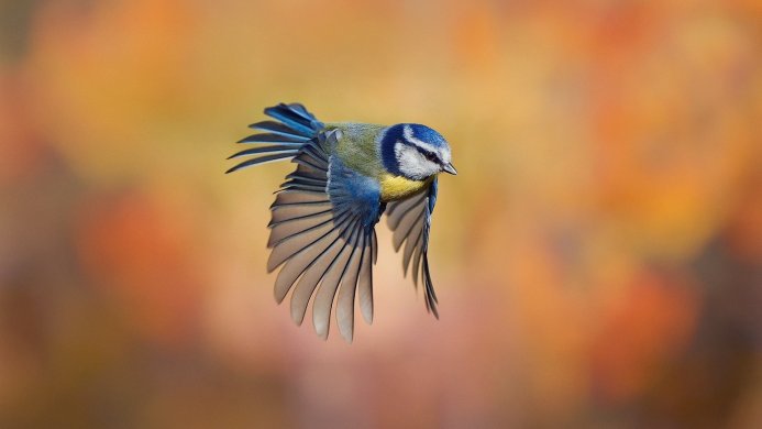 Eurasian blue tit in flight against a blurry orange background