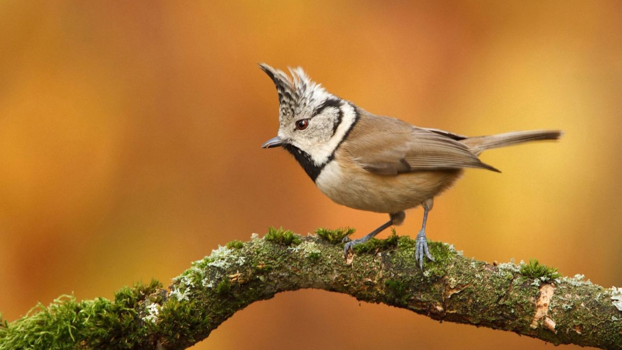 Crested Tit bird on a mossy branch in autumn