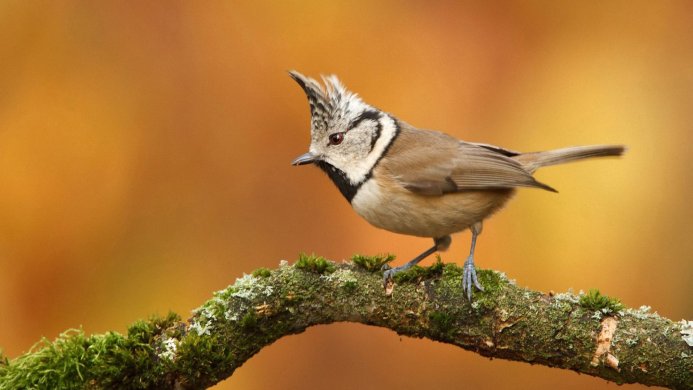Eurasian crested tit perched on a mossy branch against an orange background