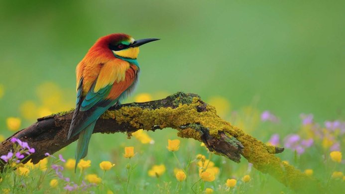 A European Bee-eater perched on a mossy branch in a field of yellow and purple flowers