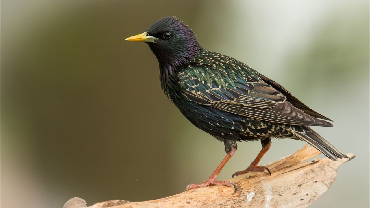 European Starling bird on a branch