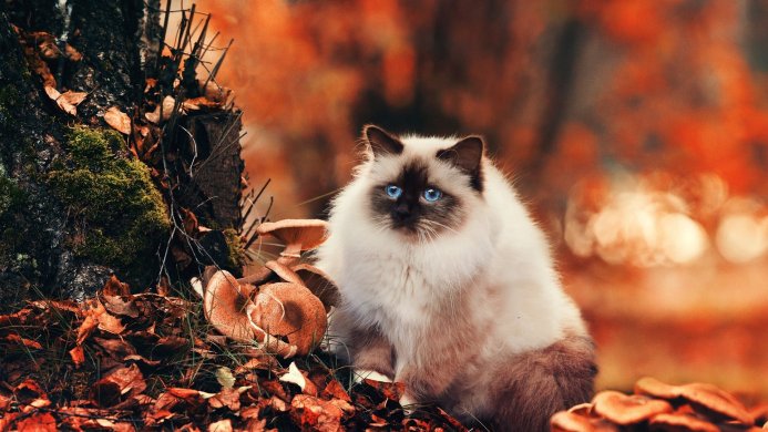 A fluffy cat with blue eyes sitting near mushrooms in an autumn forest