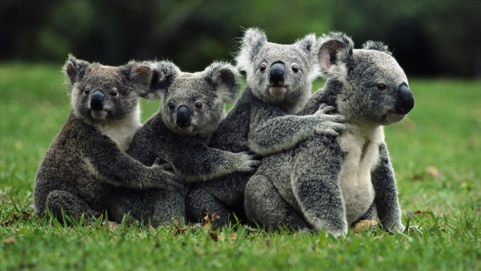Four koalas sitting on the grass, huddled together