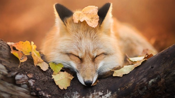 A fox sleeping on a log with autumn leaves