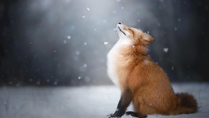 A fox sits in the snow, gazing upwards at falling snowflakes