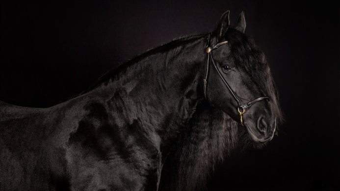 Close-up portrait of a black Friesian horse with a long mane against a black backdrop