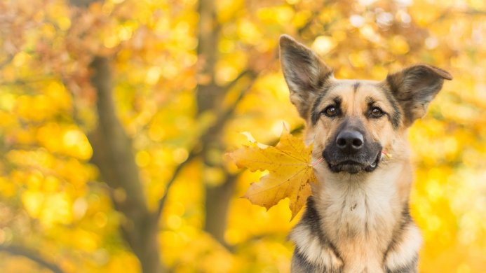A German Shepherd holding a yellow autumn leaf in its mouth against a golden bokeh background