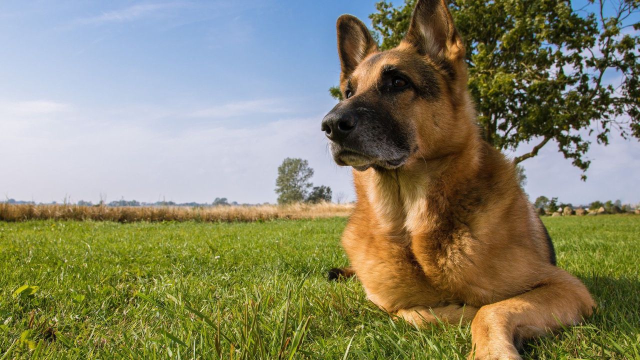 German Shepherd dog lying in a grassy field