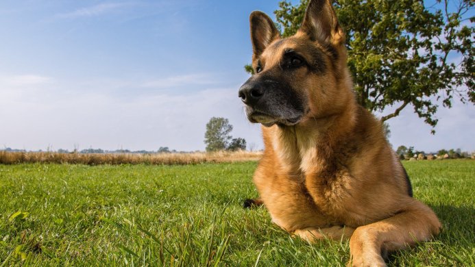 German Shepherd dog lying in the grass on a sunny day