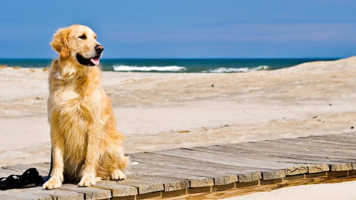 A golden retriever sitting on a wooden walkway with the beach and ocean in the background