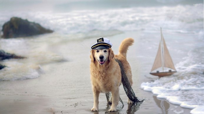 A golden retriever wearing a captain's hat standing on a beach with a net