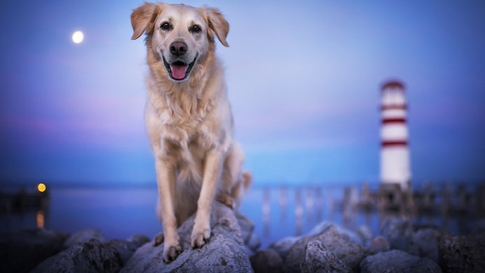A golden retriever sits on rocks with a lighthouse in the distance at dusk