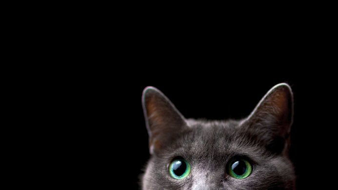 Close up of a gray cat with bright green eyes on a black background