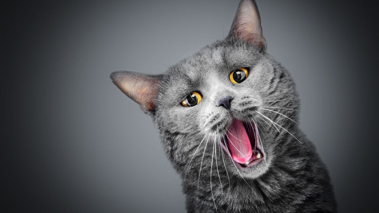 Grey cat mouth wide open