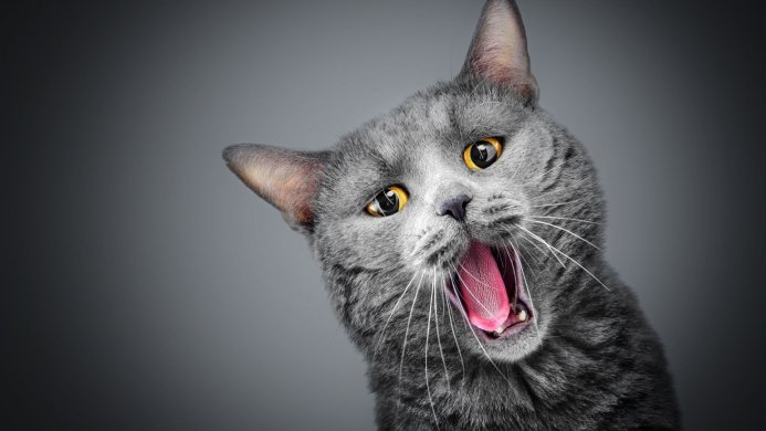 Gray cat with yellow eyes and open mouth