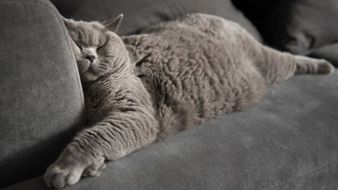 Gray cat sleeping on a gray couch, close-up view of its paw