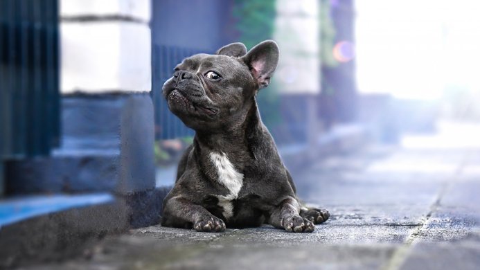 Gray French Bulldog sitting on a street