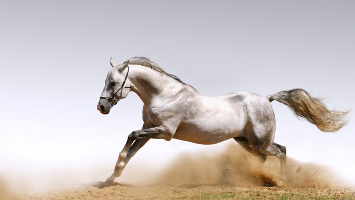 A gray horse running in a field, kicking up dust