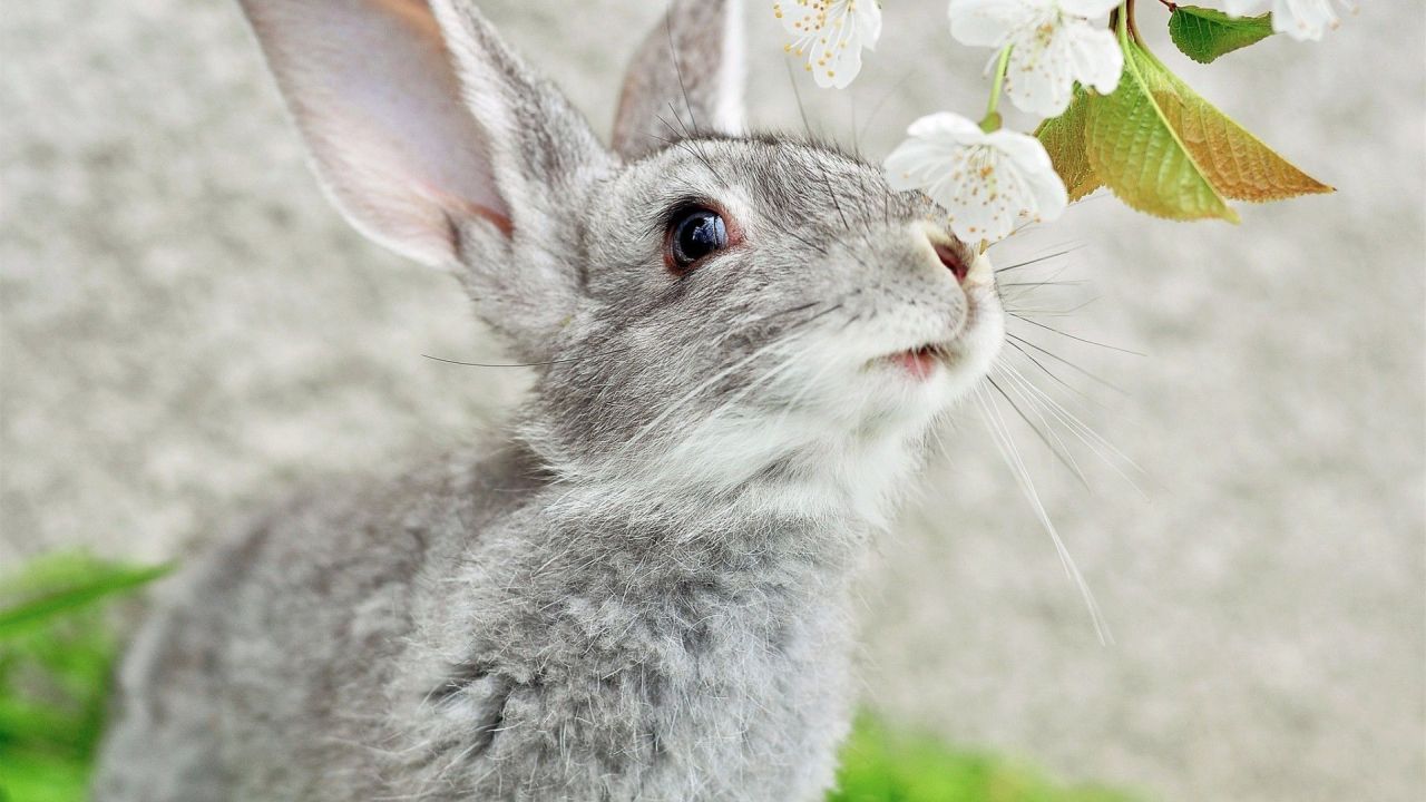 A gray rabbit looking at a white flower