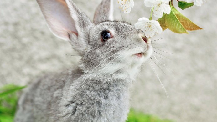 Gray rabbit looking at white blossoms, close-up
