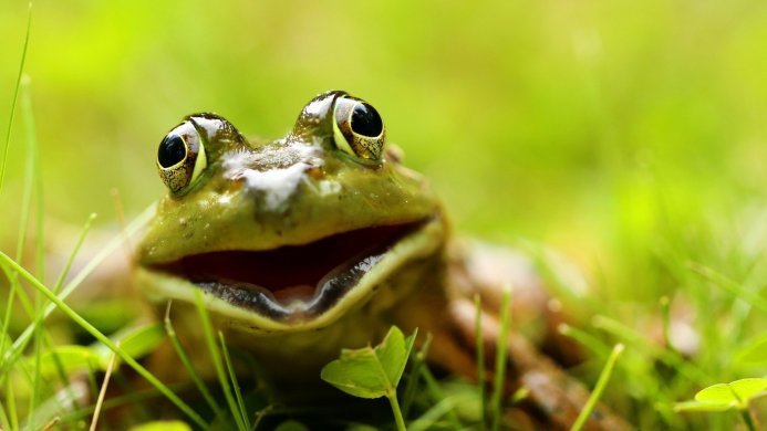 Close-up of a green frog in grass