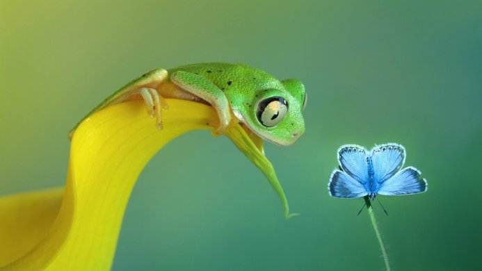 A green frog sitting on a yellow flower, looking at a blue butterfly