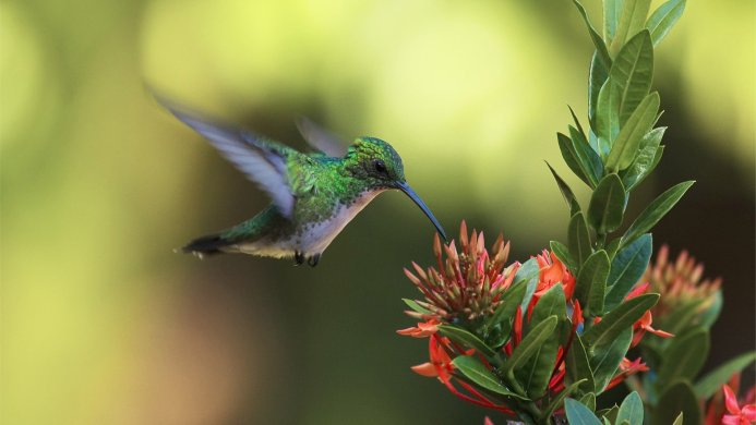 Green hummingbird in flight feeding on a red flower