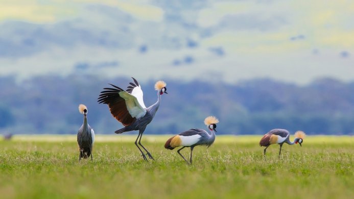 Four Grey Crowned Cranes in a field, with one spreading its wings