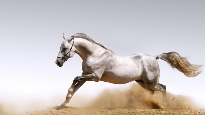 A grey horse galloping through sand, kicking up dust against a pale sky