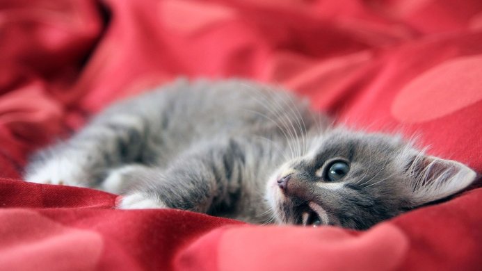 Grey kitten lying on a red blanket looking up